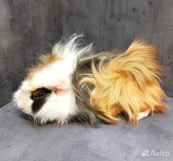 Морские свинки Перуанские