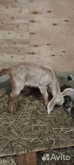 Коза нубийская