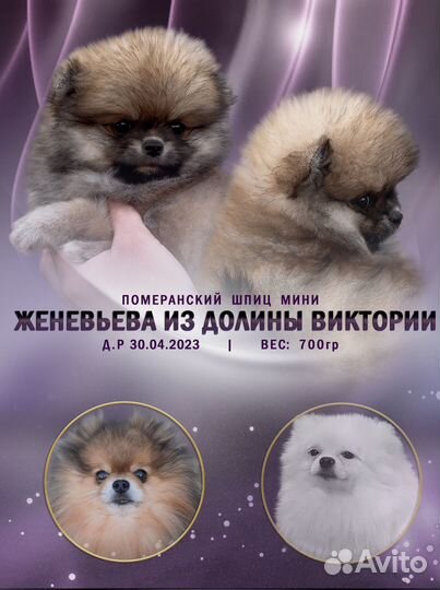 Померанский шпиц мини с документами