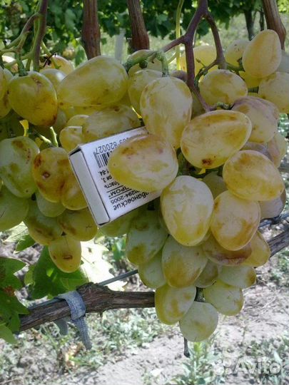 2х летние саженцы винограда