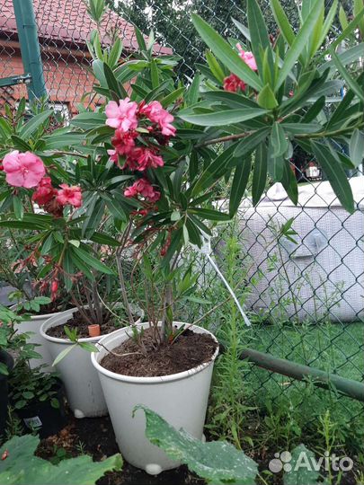 Олеандр махровый