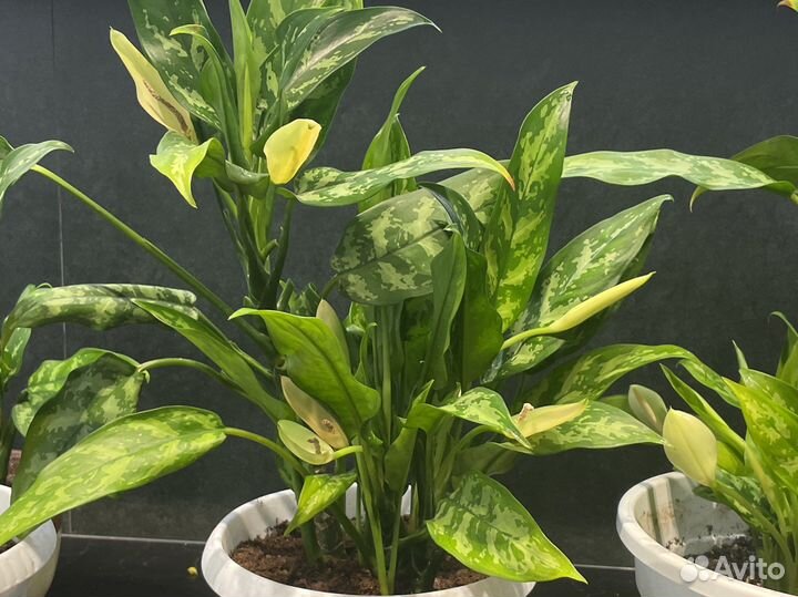 Комнатные цветы