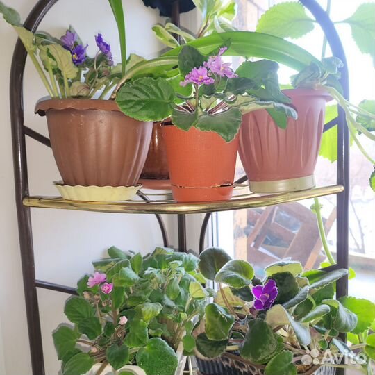 Сортовые фиалки цветущие