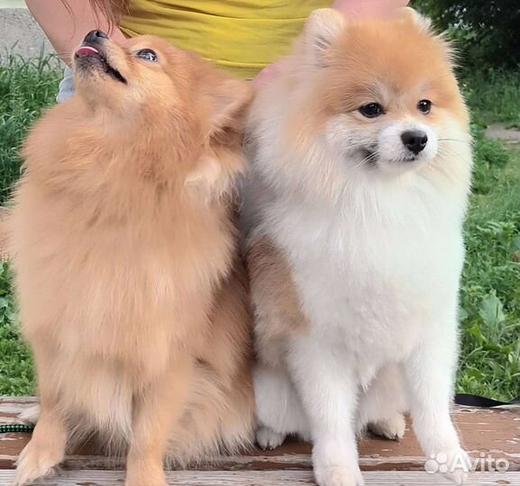 Немецкий шпиц