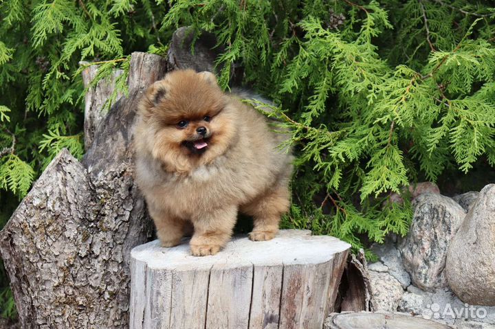 Кукольный мишка