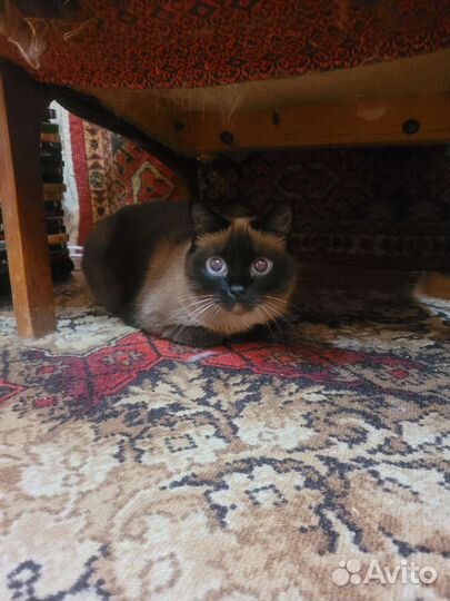 Тайская Кошка в дар