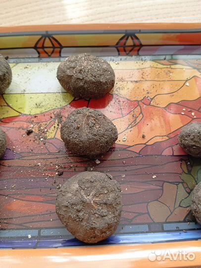 Экзотическое растение Sauromatum venosum