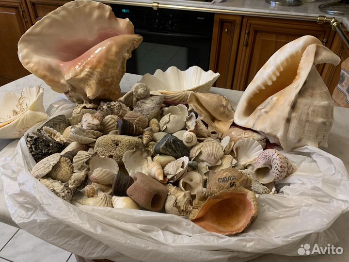 Ракушка и коралл все для квартиры, офиса, дома