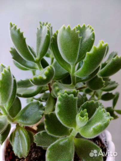 Суккулент в горшке