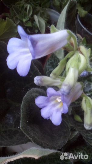 Стрептокарпус 