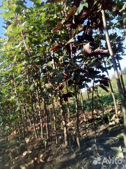 Клен остролистный