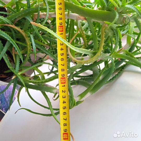 Алоэ лечебный