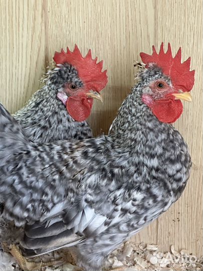 Петухи молодые племенные