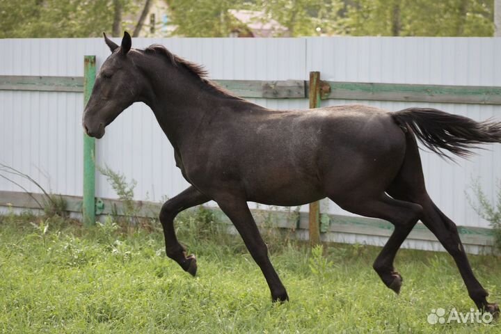 Пони,лошади,обмен