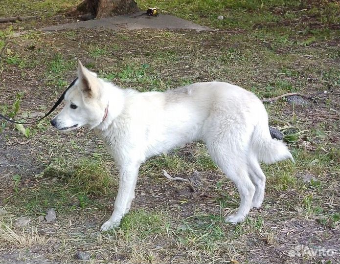 Щенок мальчик 6 месяцев