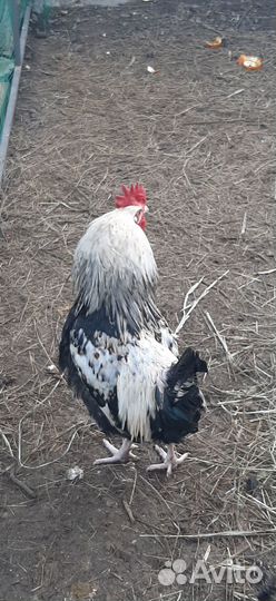 Загорские петухи