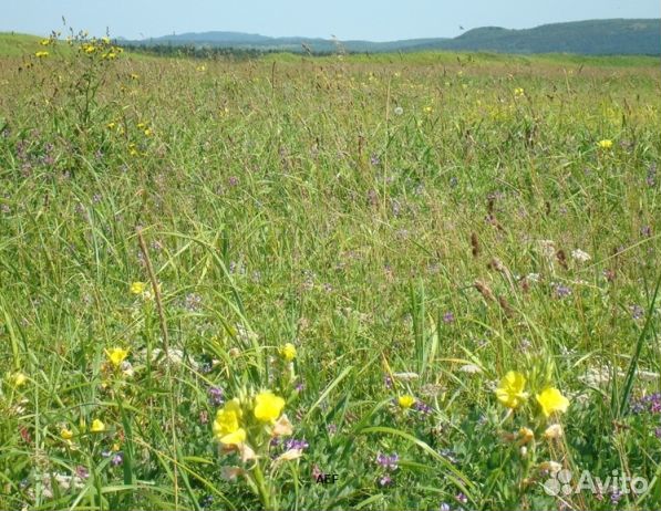 Мед 2024 года натуральный опт