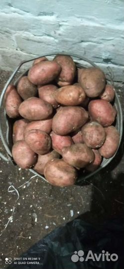 Продам картофель
