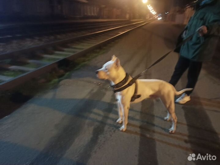 Случка собак