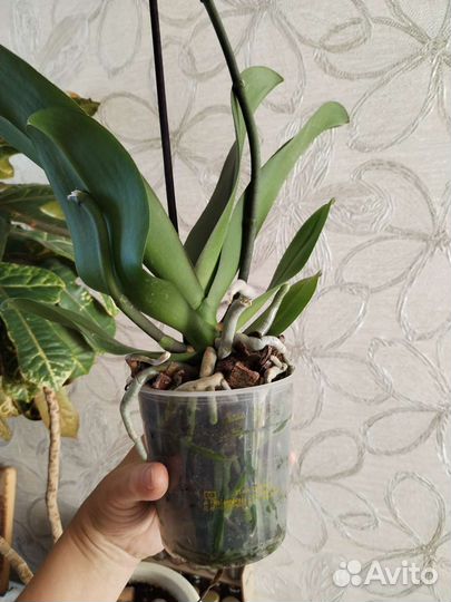 Орхидея фаленопсис(светло-желтая)