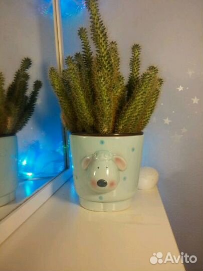 Кашпо и горшки для цветов керамические