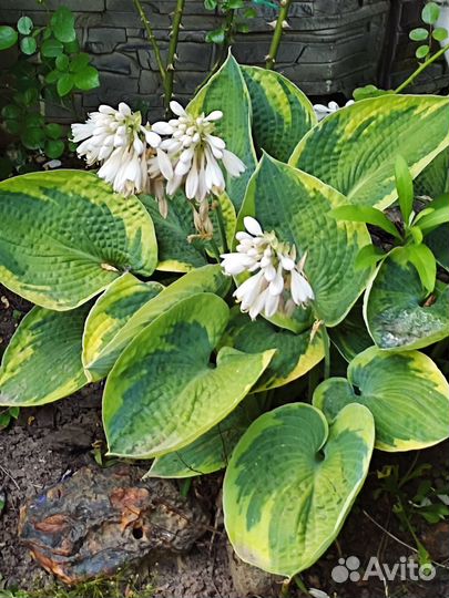 Растения для сада(хосты, рута, орешник и др.)