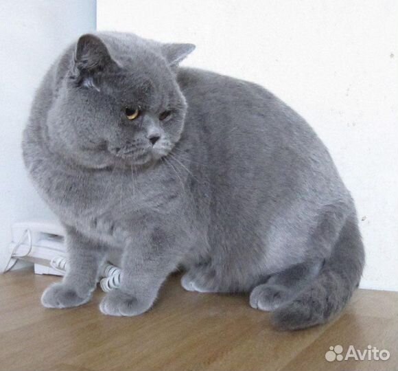 Британский кот на вязку