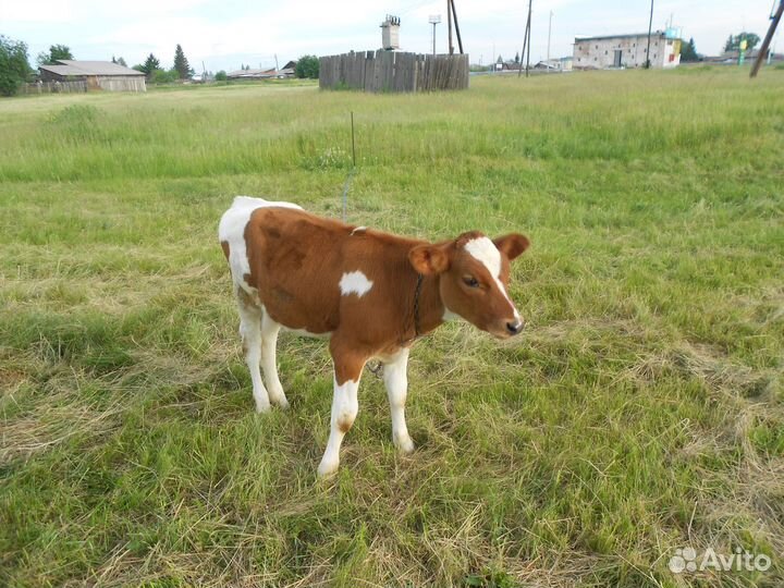 Бычок и телка