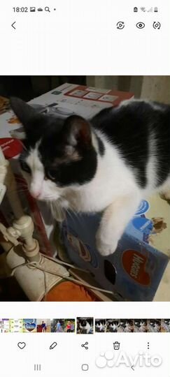 Кошки в добрые руки бесплатно