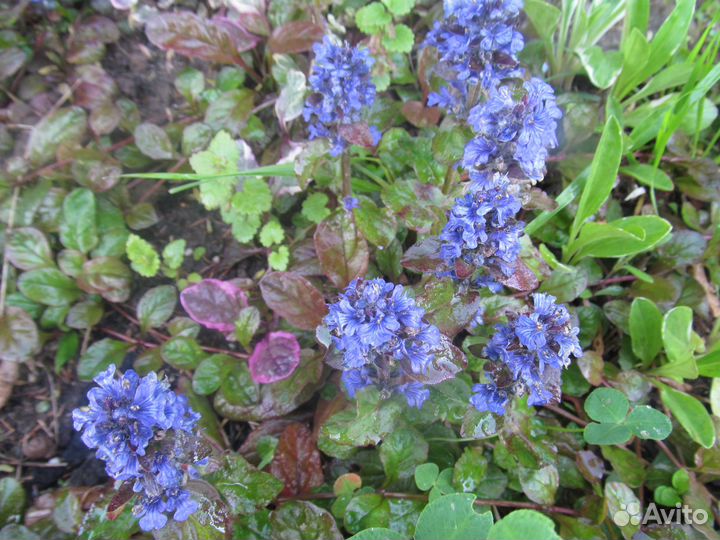 Садовые многолетники