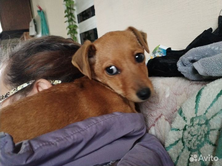 Отдам бесплатно в добрые руки