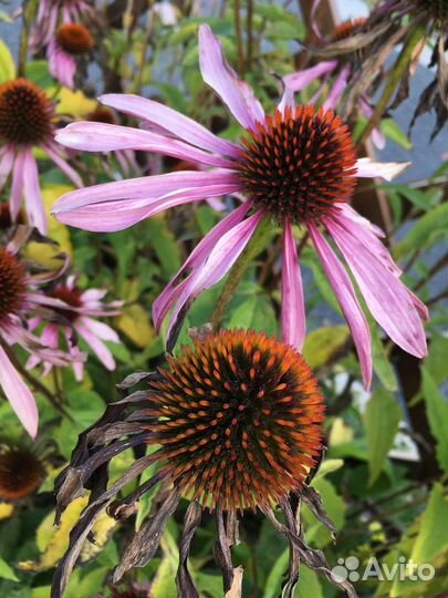 Эхинацея пурпурная саженцы, синеголовник