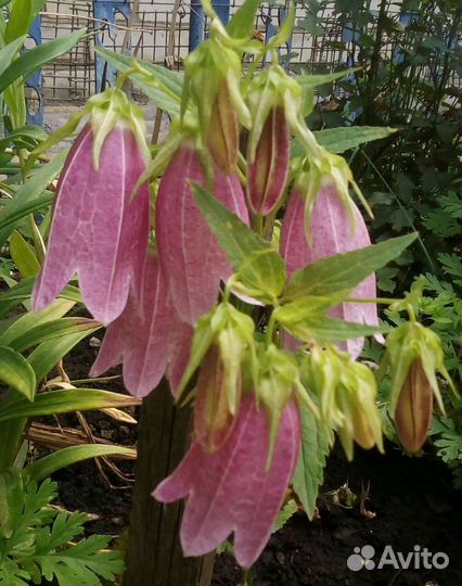 Колокольчики, Аконит,Аквилегия,Бруннера,Мускари