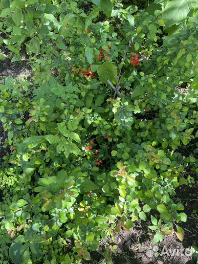 Айва японская хеномелес саженцы