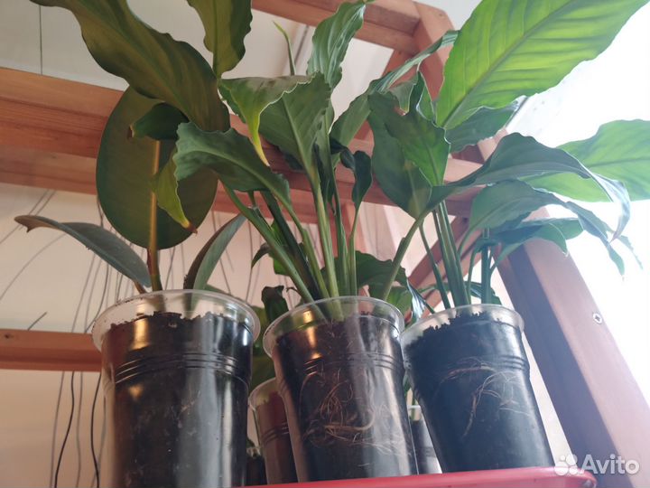 Антуриум 9 сортов х спатифилум