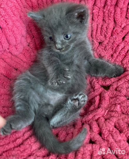 Котёнок - 1.5 месяца в добрые руки