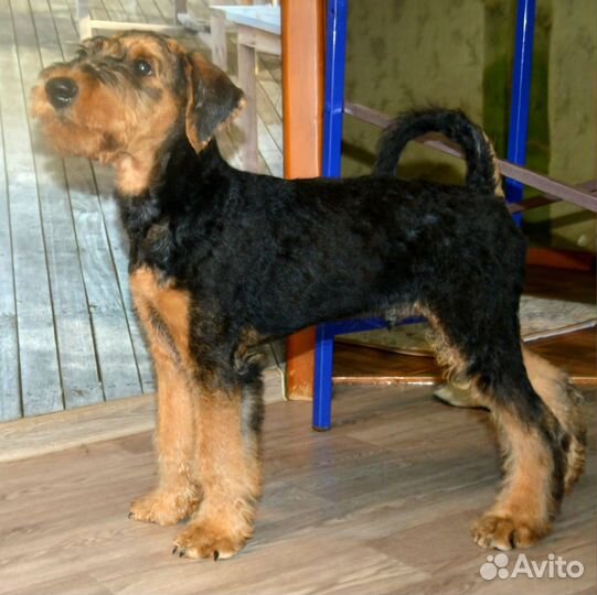 Щенки эрдельтерьера