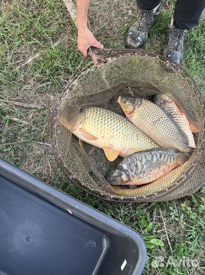 Карп, амур, толстолобик