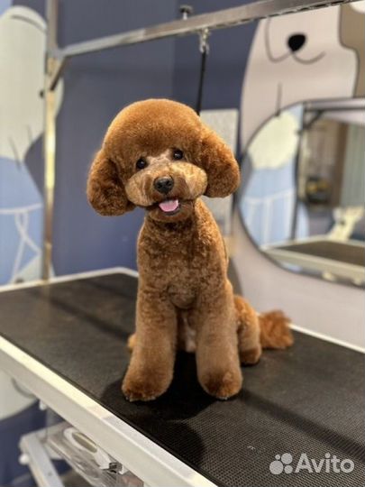 Грумер. Стрижки. Экспресс-линька. Выезд на дом