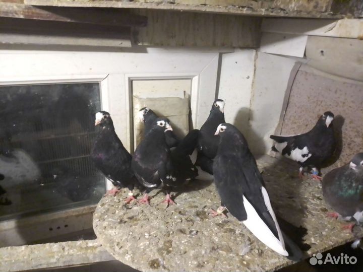Продажа голубей