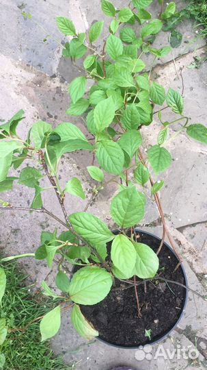 Лимонник лечебный китайский. зкс