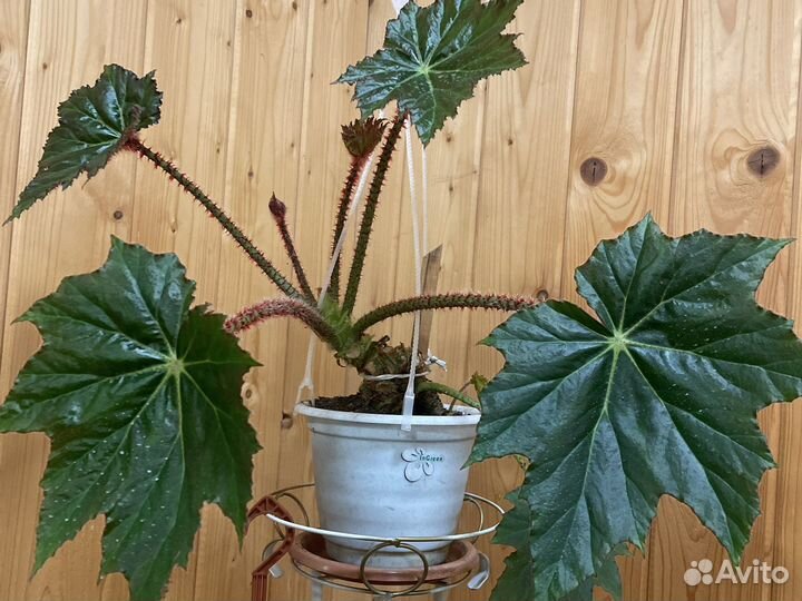 Бегония клещевинолистная