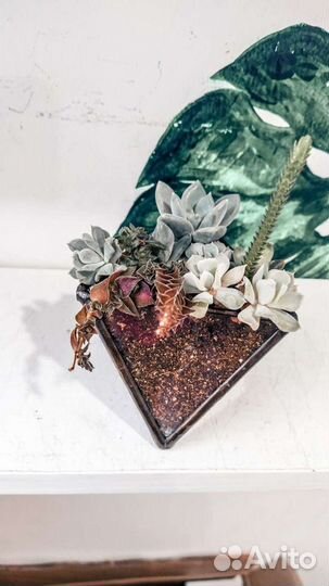Мини- садики из суккулентов