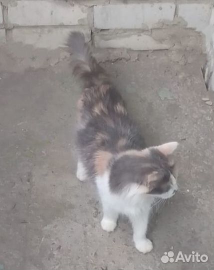 Кошка ищет дом