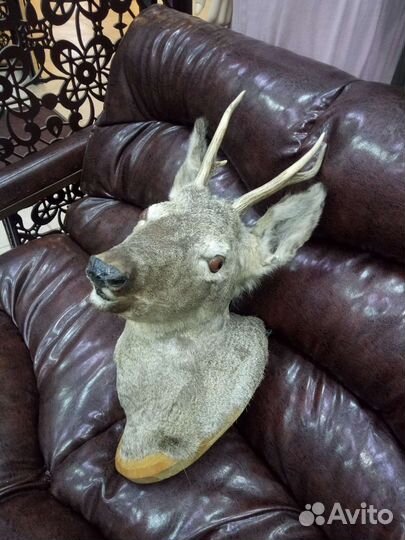 Чучело головы косули