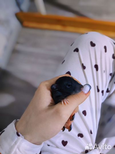 Декоративные крысята