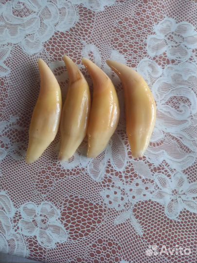 Клык медведя имитация