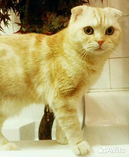 Вязка с котом вислоухим шотландцем за котенка