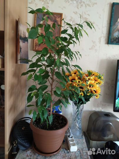 Красула - денежное дерево, фикус Бенджамина