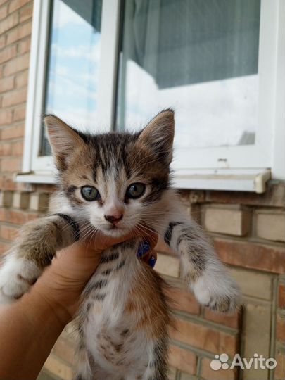 Кошки в добрые руки